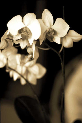 Exotic Blooms White Modern Wood Framed Art Print with Double Matting by Ryan, Cinzia