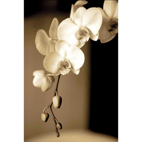 Exotic Blooms Black Modern Wood Framed Art Print with Double Matting by Ryan, Cinzia