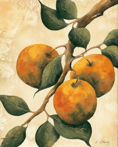 Italian Harvest - Oranges Black Ornate Wood Framed Art Print with Double Matting by Allison, Doris