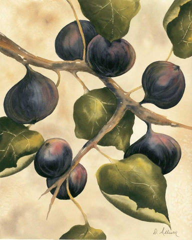 Italian Harvest - Figs White Modern Wood Framed Art Print with Double Matting by Allison, Doris