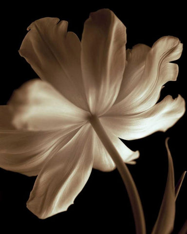 Champagne Tulip II White Modern Wood Framed Art Print with Double Matting by Britt, Charles