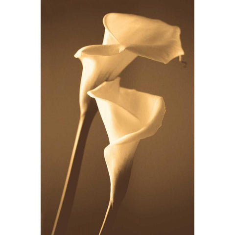 Enlightenment White Modern Wood Framed Art Print by Ryan, Cinzia