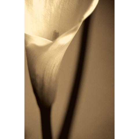 Divinity White Modern Wood Framed Art Print by Ryan, Cinzia
