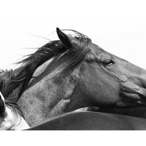 Wild Whispers II White Modern Wood Framed Art Print by Corpeny, Peggy