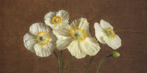 Precious Poppies White Modern Wood Framed Art Print with Double Matting by Pahl, Janel