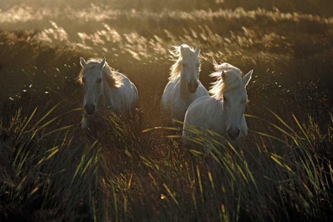 Wild and Free Black Ornate Wood Framed Art Print with Double Matting by Ortega, Xavier