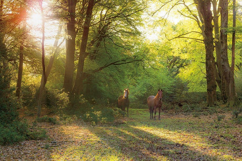 Good Morning White Modern Wood Framed Art Print with Double Matting by Frank, Assaf