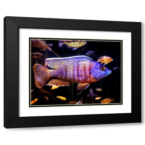 Aquarium Fish 1 Black Modern Wood Framed Art Print with Double Matting by Lee, Rachel
