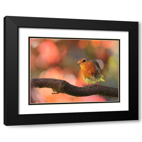 Bird 18 Black Modern Wood Framed Art Print with Double Matting by Lee, Rachel
