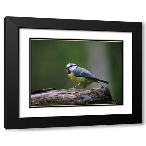 Bird 22 Black Modern Wood Framed Art Print with Double Matting by Lee, Rachel