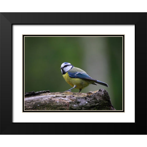 Bird 22 Black Modern Wood Framed Art Print with Double Matting by Lee, Rachel