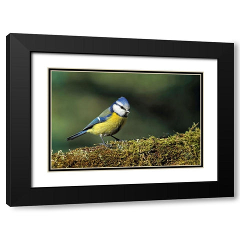 Bird 3 Black Modern Wood Framed Art Print with Double Matting by Lee, Rachel