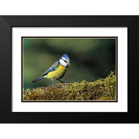 Bird 3 Black Modern Wood Framed Art Print with Double Matting by Lee, Rachel