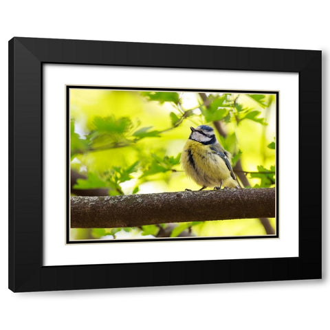 Bird 38 Black Modern Wood Framed Art Print with Double Matting by Lee, Rachel