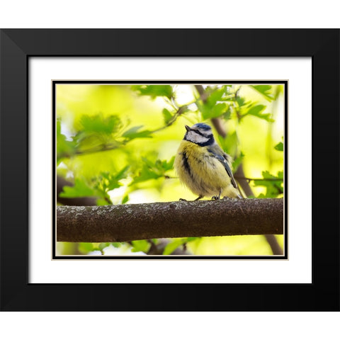Bird 38 Black Modern Wood Framed Art Print with Double Matting by Lee, Rachel
