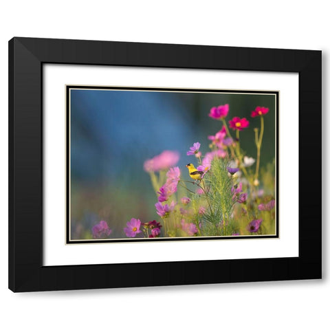 Bird 40 Black Modern Wood Framed Art Print with Double Matting by Lee, Rachel