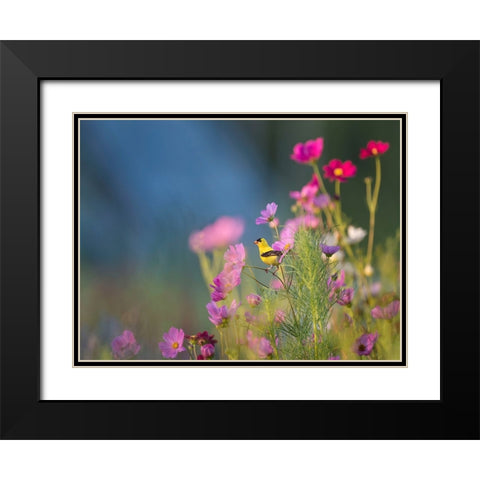 Bird 40 Black Modern Wood Framed Art Print with Double Matting by Lee, Rachel