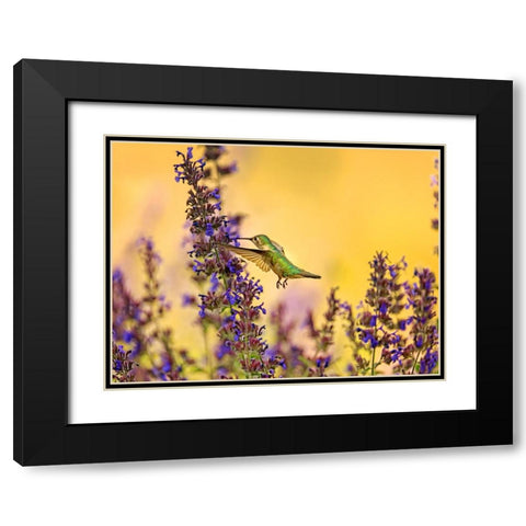 Bird 50 Black Modern Wood Framed Art Print with Double Matting by Lee, Rachel