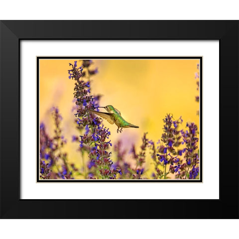 Bird 50 Black Modern Wood Framed Art Print with Double Matting by Lee, Rachel