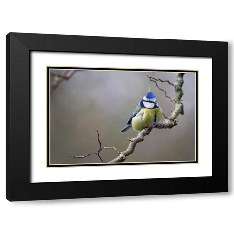 Bird 53 Black Modern Wood Framed Art Print with Double Matting by Lee, Rachel