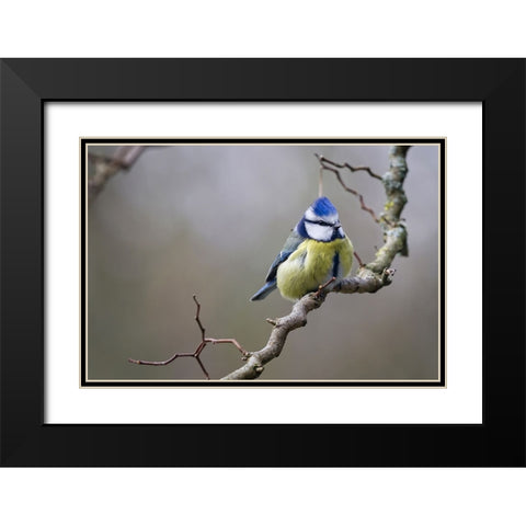 Bird 53 Black Modern Wood Framed Art Print with Double Matting by Lee, Rachel