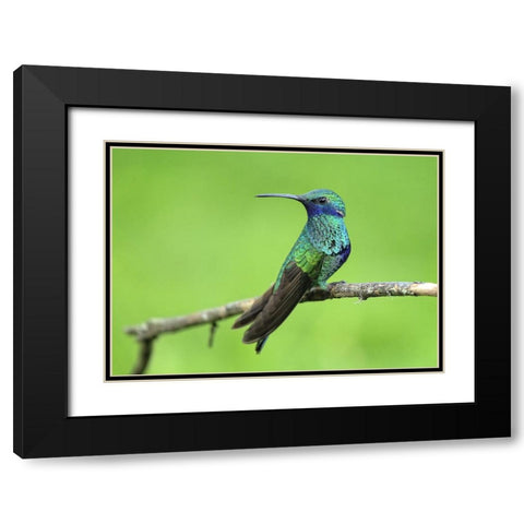 Bird 6 Black Modern Wood Framed Art Print with Double Matting by Lee, Rachel