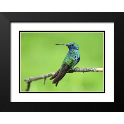 Bird 6 Black Modern Wood Framed Art Print with Double Matting by Lee, Rachel