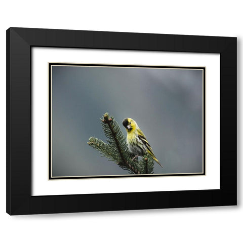 Bird 62 Black Modern Wood Framed Art Print with Double Matting by Lee, Rachel