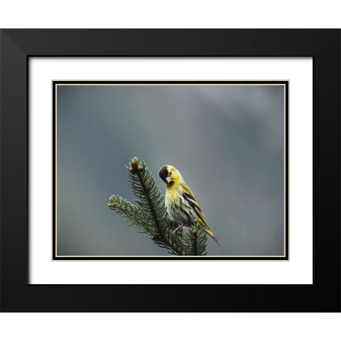 Bird 62 Black Modern Wood Framed Art Print with Double Matting by Lee, Rachel