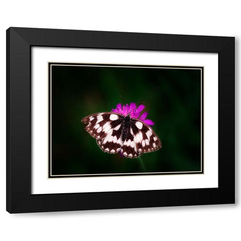 Butterfly 3 Black Modern Wood Framed Art Print with Double Matting by Lee, Rachel