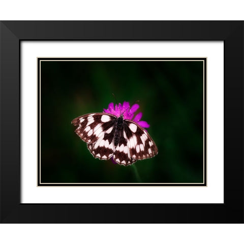 Butterfly 3 Black Modern Wood Framed Art Print with Double Matting by Lee, Rachel