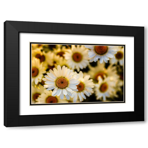 Daisies Black Modern Wood Framed Art Print with Double Matting by Lee, Rachel