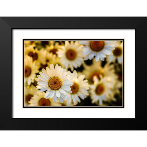 Daisies Black Modern Wood Framed Art Print with Double Matting by Lee, Rachel