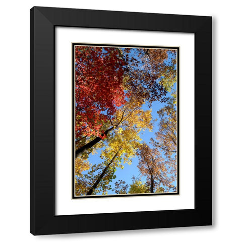 Fall Trees Black Modern Wood Framed Art Print with Double Matting by Lee, Rachel