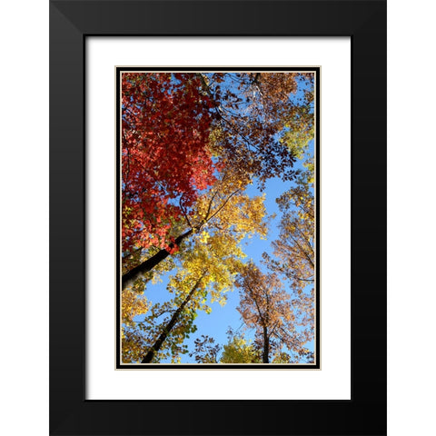 Fall Trees Black Modern Wood Framed Art Print with Double Matting by Lee, Rachel