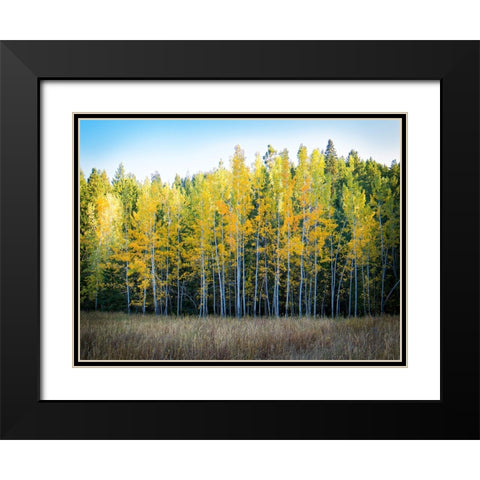 Fall Trees 10 Black Modern Wood Framed Art Print with Double Matting by Lee, Rachel