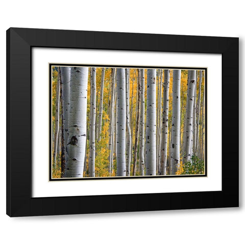 Fall Trees 11 Black Modern Wood Framed Art Print with Double Matting by Lee, Rachel