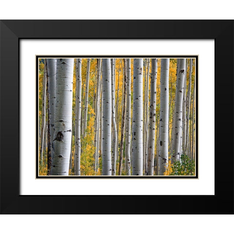 Fall Trees 11 Black Modern Wood Framed Art Print with Double Matting by Lee, Rachel