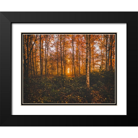 Fall Trees 12 Black Modern Wood Framed Art Print with Double Matting by Lee, Rachel