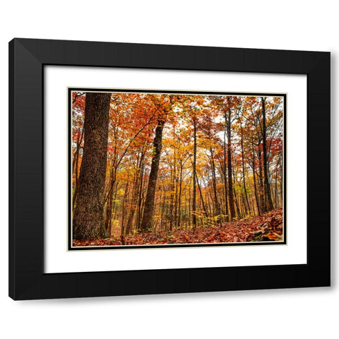 Fall Trees 19 Black Modern Wood Framed Art Print with Double Matting by Lee, Rachel