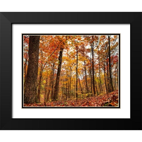 Fall Trees 19 Black Modern Wood Framed Art Print with Double Matting by Lee, Rachel