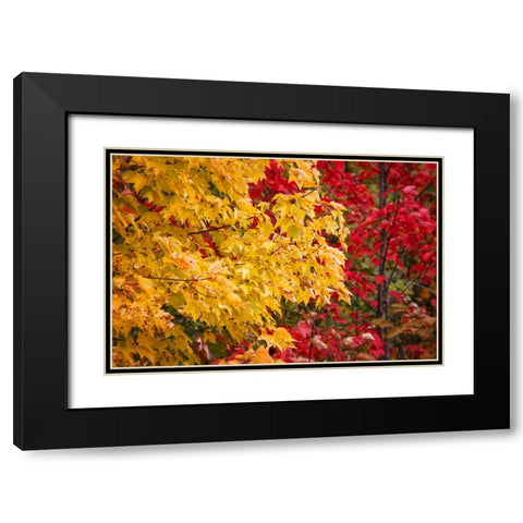 Fall Trees 2 Black Modern Wood Framed Art Print with Double Matting by Lee, Rachel