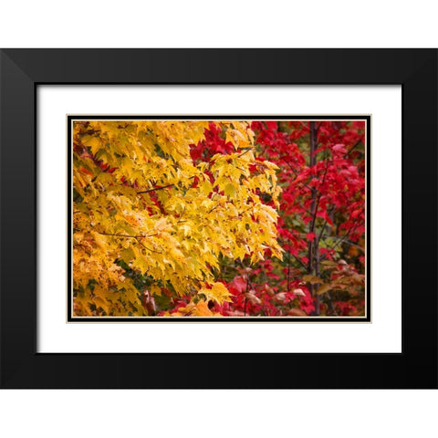 Fall Trees 2 Black Modern Wood Framed Art Print with Double Matting by Lee, Rachel