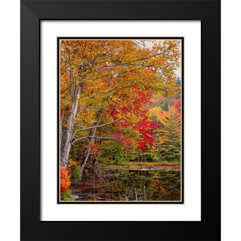 Fall Trees 7 Black Modern Wood Framed Art Print with Double Matting by Lee, Rachel