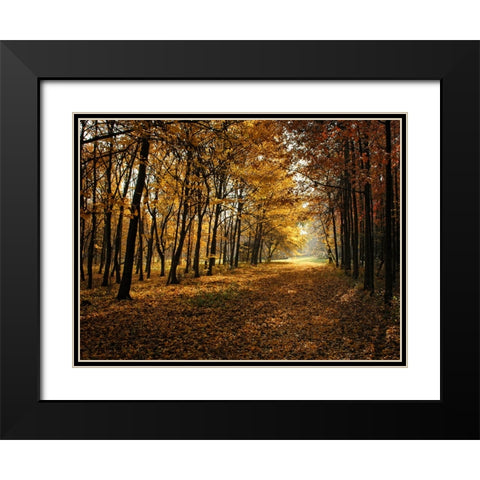 Fall Trees 9 Black Modern Wood Framed Art Print with Double Matting by Lee, Rachel
