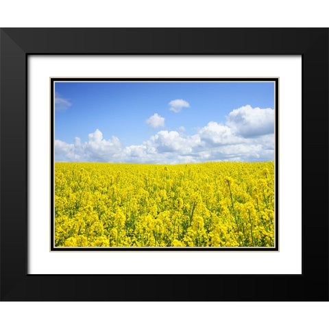 Field 15 Black Modern Wood Framed Art Print with Double Matting by Lee, Rachel