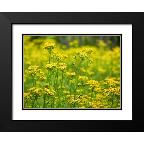 Field 16 Black Modern Wood Framed Art Print with Double Matting by Lee, Rachel