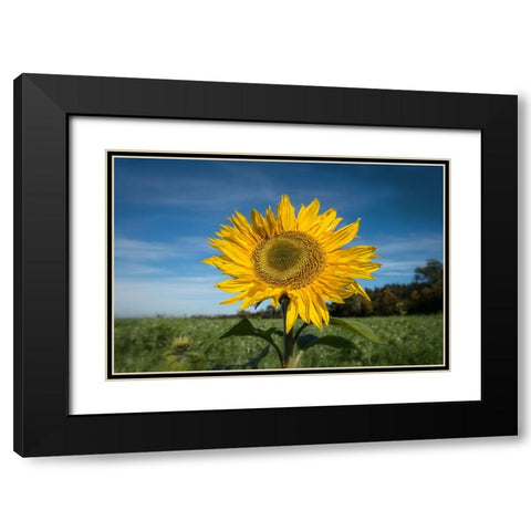 Flower 15 Black Modern Wood Framed Art Print with Double Matting by Lee, Rachel