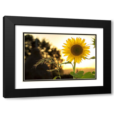 Flower 16 Black Modern Wood Framed Art Print with Double Matting by Lee, Rachel