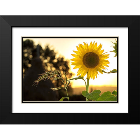 Flower 16 Black Modern Wood Framed Art Print with Double Matting by Lee, Rachel